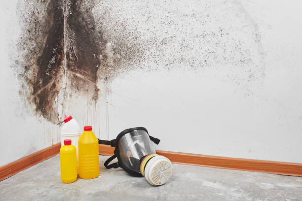 Best Commercial Mold Removal  in Manasota Key, FL