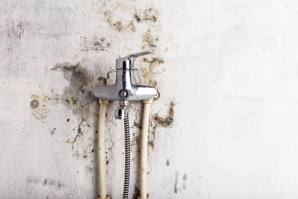 Manasota Key, FL Mold Removal Company