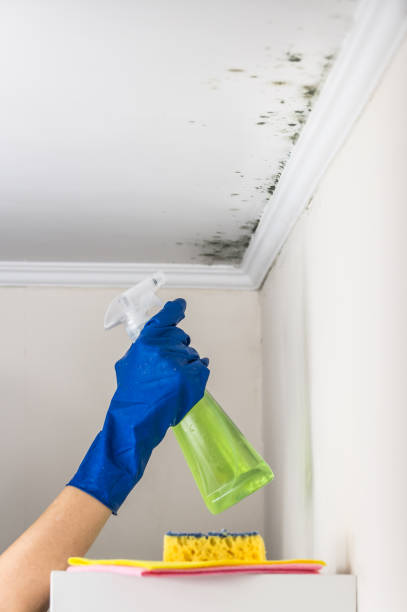 Best Toxic Mold Removal  in Manasota Key, FL